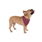 Dog wearing Pet Bandana — Abstract Swirl Purple & Orange Pattern while looking up. This pet bandana for dogs features a fun swirl design in orange and purple, perfect for adding flair to everyday wear or festive occasions like Halloween. A great boho pet wear option for both small dog bandana and large dog bandana, it's a wonderful gift for pets to express their style.
