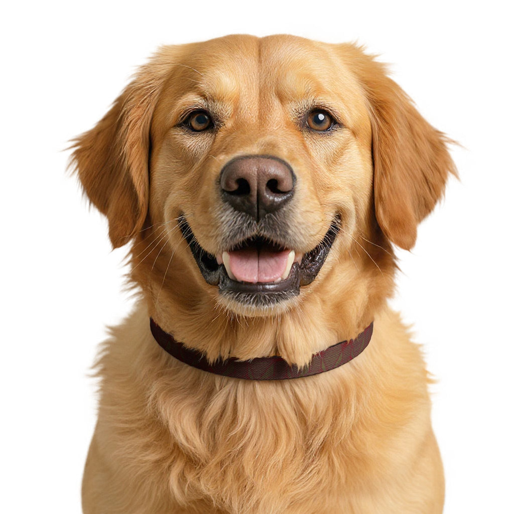 A cheerful golden retriever wearing a Clip-on Pet Collar that highlights the blend of safety and style in this clip-on collar for dogs. The perfect accessory for happy pets. Accessories, Pets.