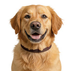 A cheerful golden retriever wearing a Clip-on Pet Collar that highlights the blend of safety and style in this clip-on collar for dogs. The perfect accessory for happy pets. Accessories, Pets.