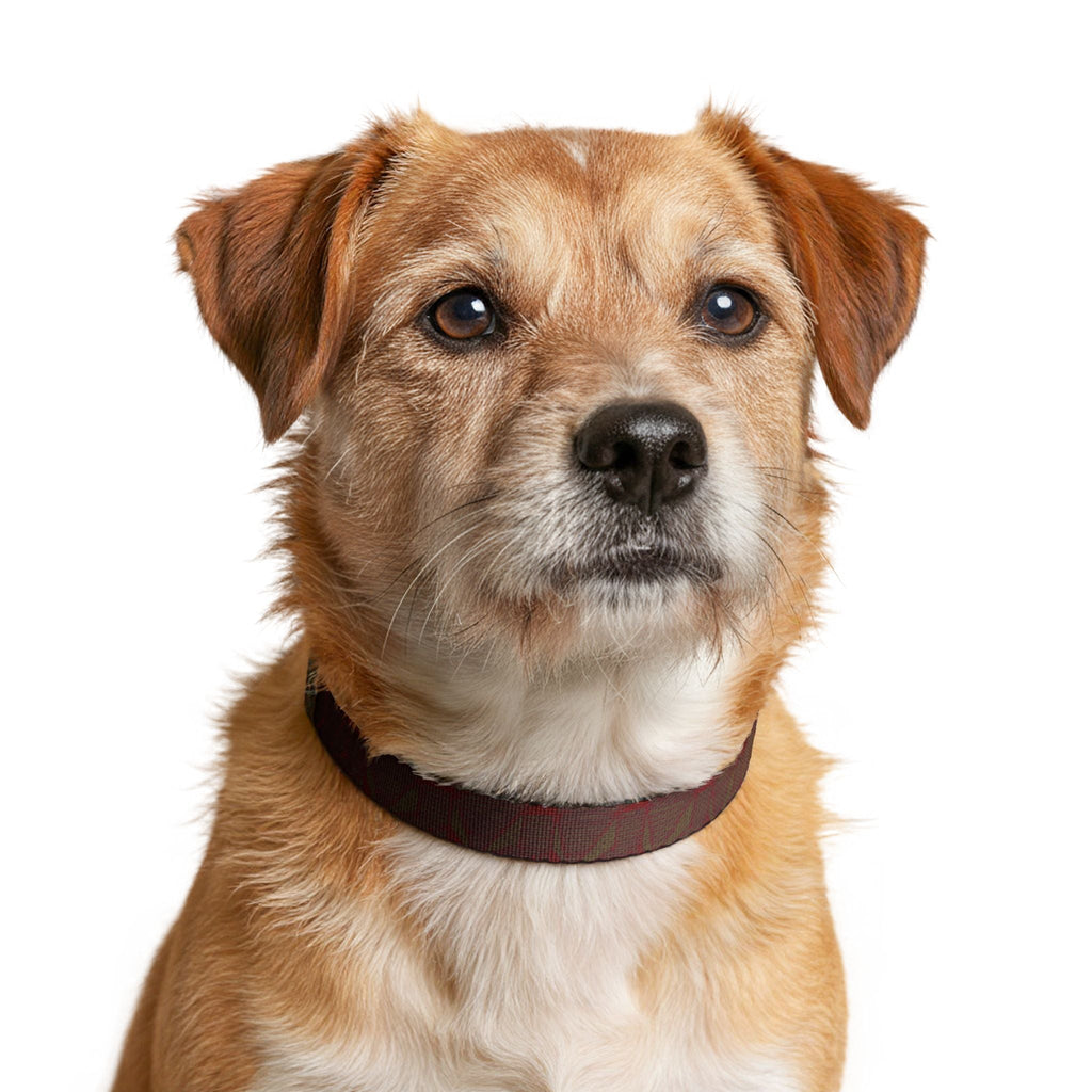 A focused image of a dog wearing a Clip-on Pet Collar, illustrating the comfort and style of this clip-on collar for dogs. A must-have accessory for your beloved pets. Accessories, Pets.