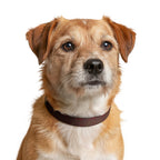 A focused image of a dog wearing a Clip-on Pet Collar, illustrating the comfort and style of this clip-on collar for dogs. A must-have accessory for your beloved pets. Accessories, Pets.